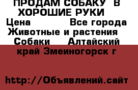 ПРОДАМ СОБАКУ  В ХОРОШИЕ РУКИ  › Цена ­ 4 000 - Все города Животные и растения » Собаки   . Алтайский край,Змеиногорск г.